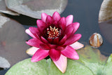 almost-black_0778