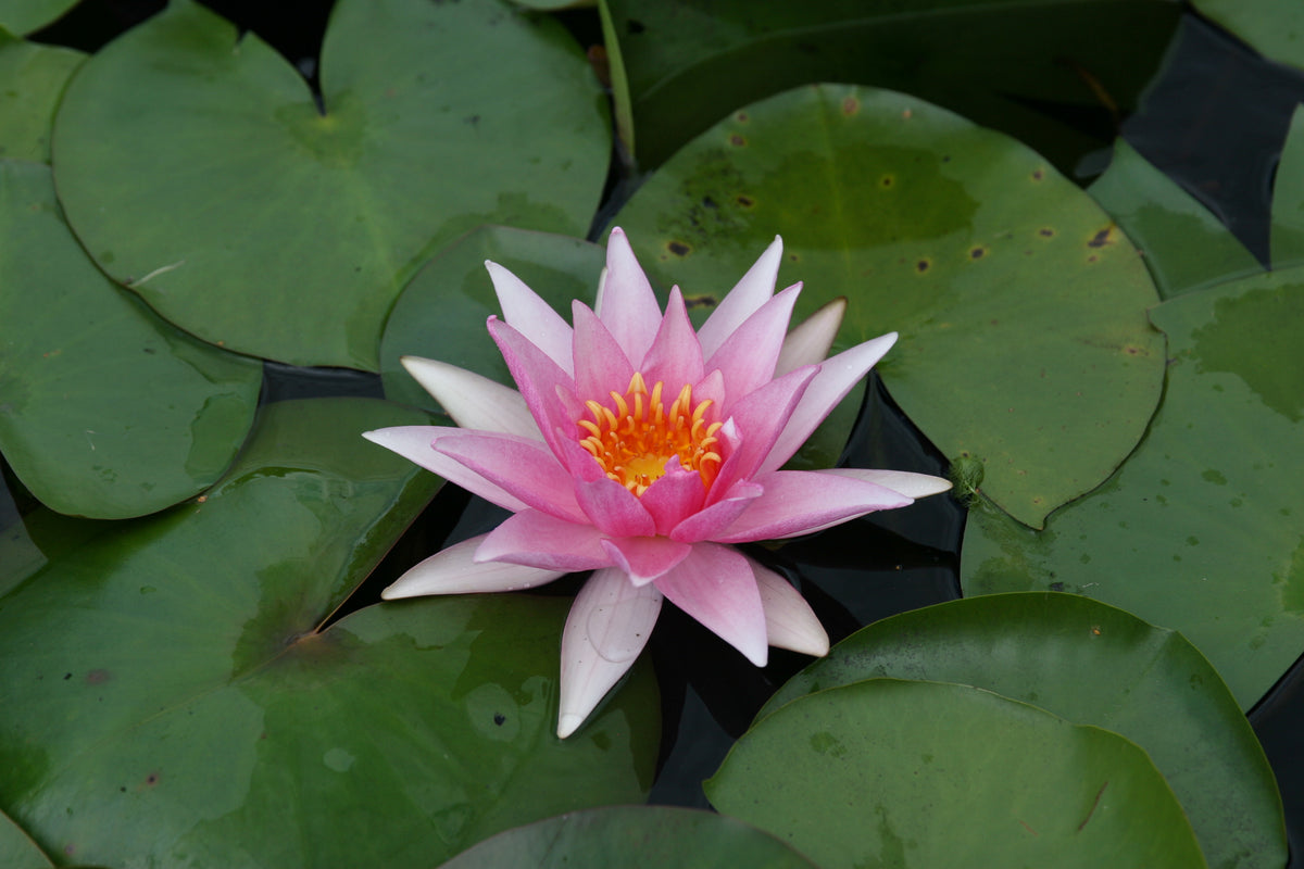 amabilis_0879
