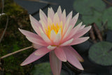 barbara-dobbins_1047