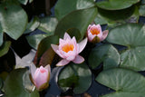 berthold_0472