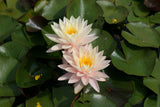 florida-sunset_0717