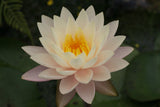 florida-sunset_1045