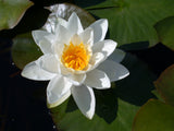 gladstoniana-049