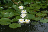 gladstoniana-7147