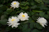 gonne-re-7573