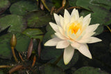innerlight-6761