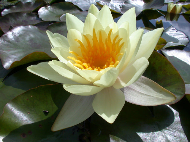 marliacea-chromatella-044