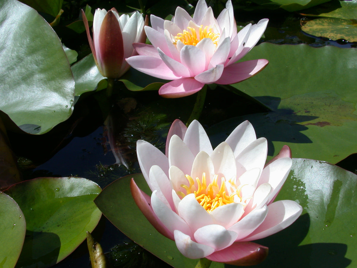 marliacea-rosea-119