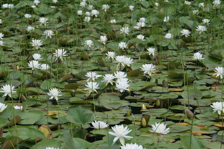 odorata-alba-1730