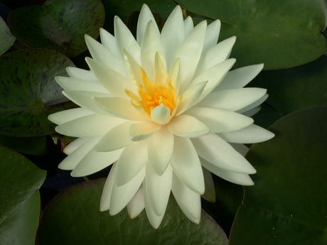 perry-s-double-yellow-002