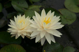 perry-s-double-yellow_0300