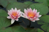 perry-s-pink-bicolor-8115