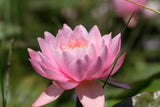 perry-s-pink__0441